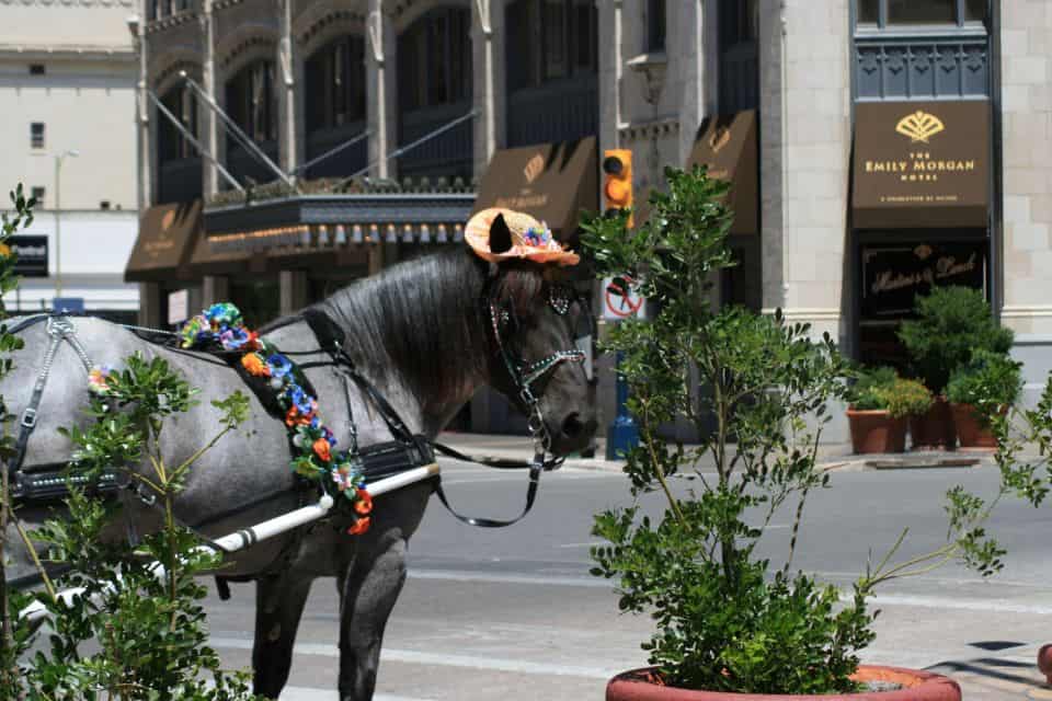 Horse with a hat standing in front of the haunted Emily Morgan Hotel.